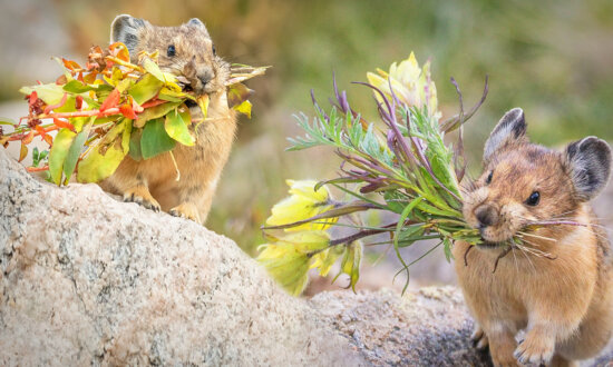 The American Pika Is Nature's Cutest and Smartest Florist—Here's How It Manages Its 'Food Pantry'