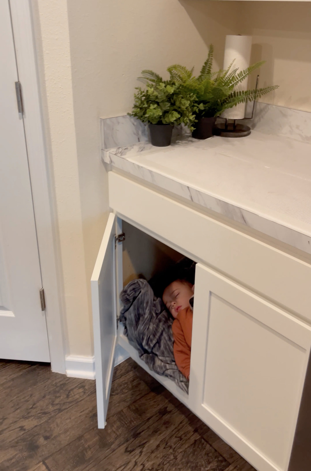 Halston sleeping inside an empty cabinet.