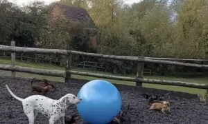 Dachshund Pack Plays With Giant Ball
