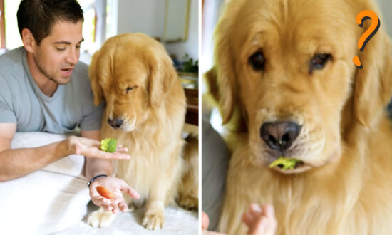 'The Biggest Eater of All Time': Golden Retriever Has Hilarious Reactions to Trying Different Foods (VIDEO)