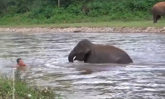 Elephant Rushes to Rescue Man