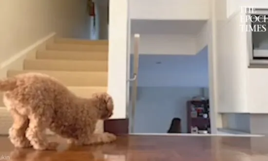 Sneaky Dog Tries to Scare Owner