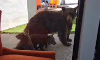 Bear Family Visits Southern California Backyard