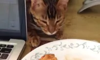 Cat Pretends to Be Asleep to Steal Chicken