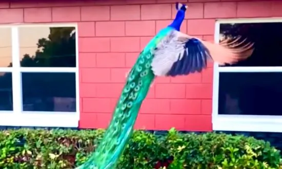 Incredible Peacock Flies in Slow Motion to Rooftop