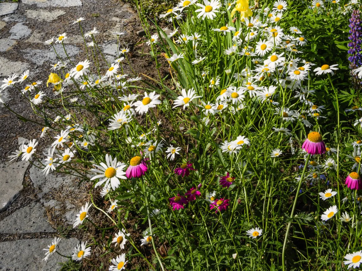 Growing wildflowers can enhance the overall health of garden ecosystems by improving soil fertility and reducing erosion.(Elena Elisseeva/Shutterstock)