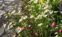 Natural Splendor: Creating a Breathtaking Wildflower Garden