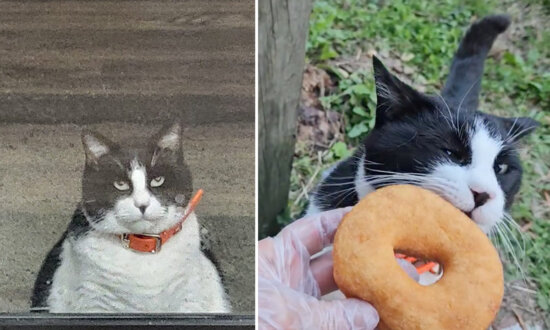 Chubby Cat is Always First in Line at Local Donut Shop: ‘He Has Yet to Miss His Morning Greeting’