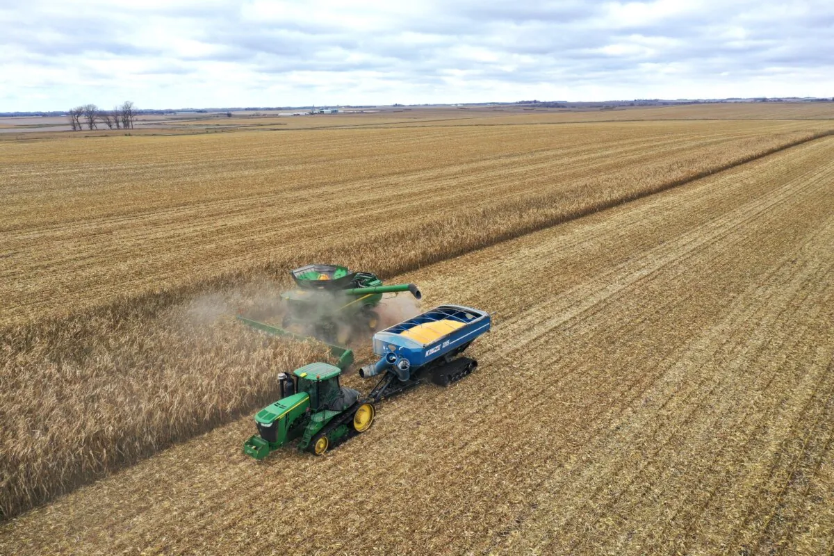 Workers harvest corn on near McIntire, Iowa, on Oct. 31, 2023. (Scott Olson/Getty Images)