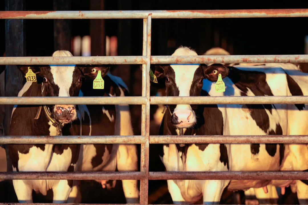 Dairy cows at a farm in Maine on April 1, 2024. (Robert F. Bukaty/AP Photo)