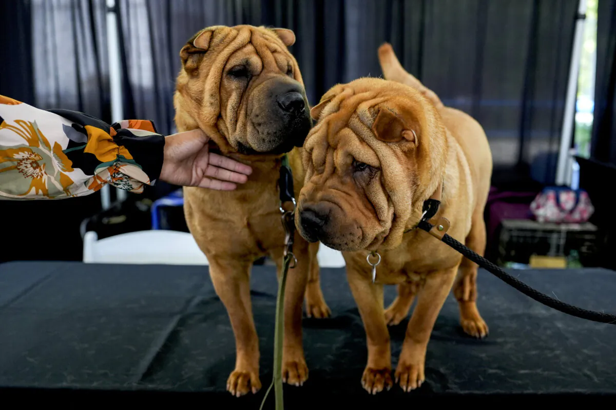 Shar peis stand in the Breed Showcase area during the 148th Westminster Kennel Club Dog show at the USTA Billie Jean King National Tennis Center in New York on May 11, 2024. (Julia Nikhinson/AP Photo)