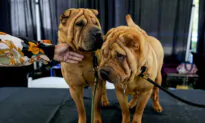 Dog Show 101: What’s What at the Westminster Kennel Club