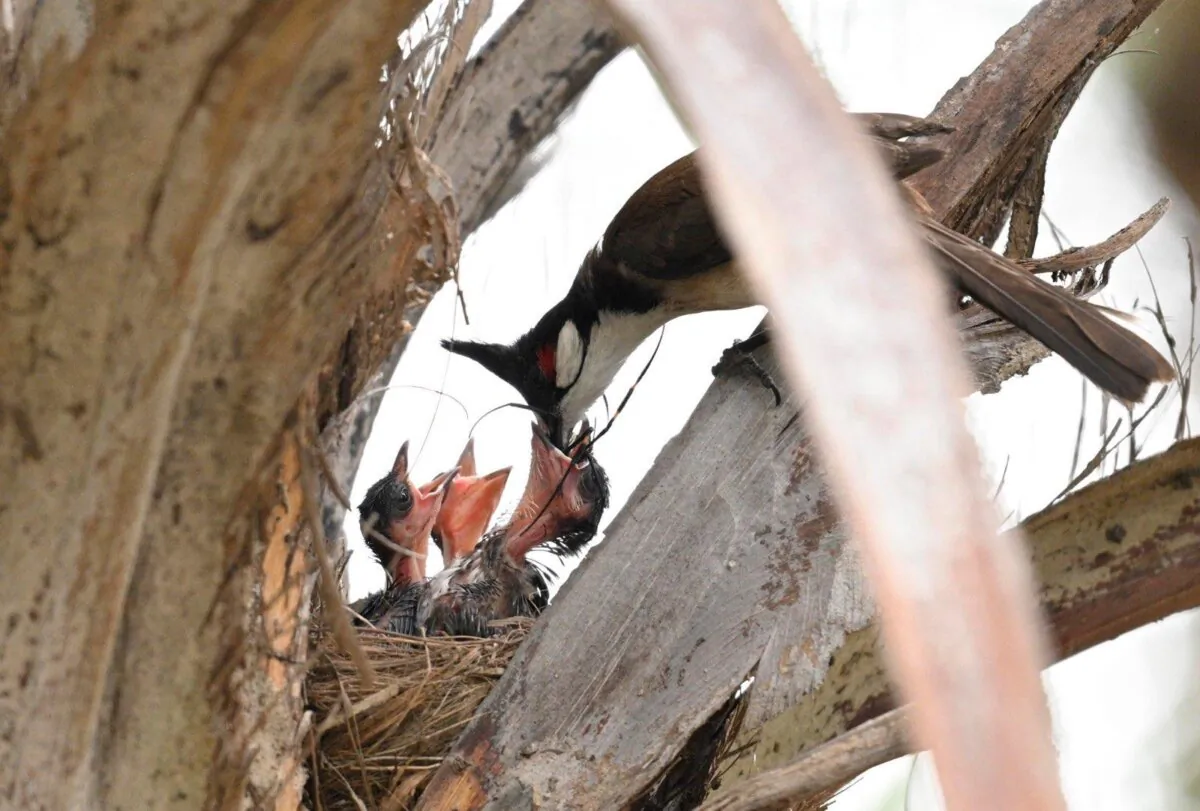 On May 11, one day before Mother's Day, birds in two separate nests on two tall trees next to a pedestrian overpass in downtown Hong Kong drew a large crowd below to take photos. In one of the nests, the chicks were seen open their mouths widely in anticipation of parental feeding from the adult red-eared bulbul mother. (Xu Youda/The Epoch Times)