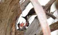 Mother’s Day Special: Birds in Two Nests Atop Busy Hong Kong Downtown Street Become Scenes of Affection From Mother Nature