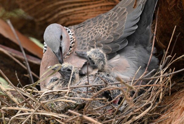 Epoch Times Photo