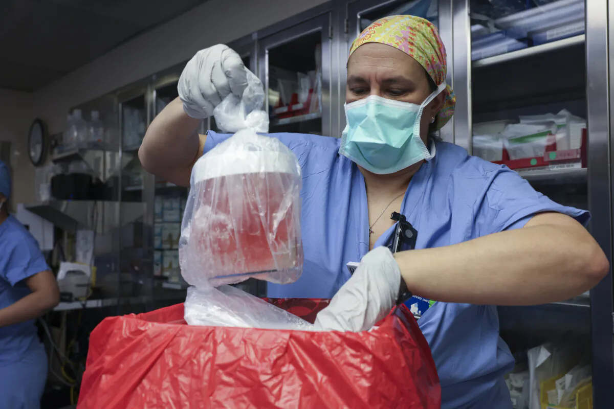 Melissa Mattola-Kiatos, RN, nursing practice specialist, removes the pig kidney from its box to prepare for transplantation at Massachusetts General Hospital, in Boston, Mass., on March 16, 2024. Richard “Rick” Slayman, the first recipient of a genetically modified pig kidney transplant, has died nearly two months after he underwent the procedure, his family and the hospital that performed the surgery said on May 11, 2024. (Massachusetts General Hospital via AP)