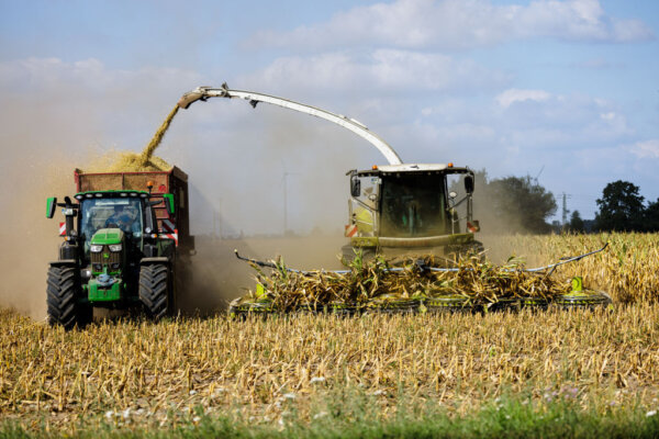 JESSEN, GERMANY - AUGUST 24: Farm machinery harvests maiz plants on a withered and dried field on August 24, 2022 near Jessen, Germany. Germany is struggling with a summer drought that has affected crops across much of the country. (Photo by Jens Schlueter/Getty Images)