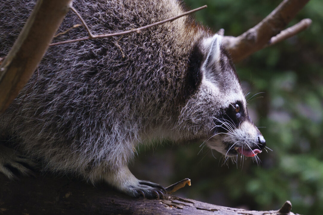 Rabies Vaccine Operation Targets Raccoons and Skunks in Montreal Parks