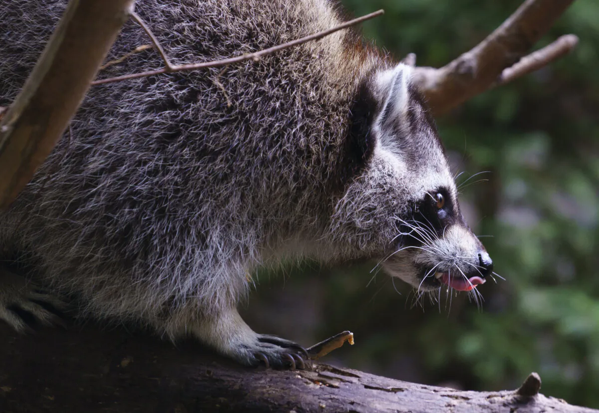 A raccoon licks his chops in an environment reproducing a Laurentian Maple Forrest during a media event at Montreal's Biodome on Thursday, August 20, 2020. THE CANADIAN PRESS/Paul Chiasson