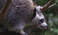 Rabies Vaccine Operation Targets Raccoons and Skunks in Montreal Parks