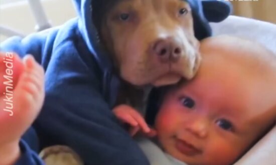 Baby Cuddles With American Bully Puppy