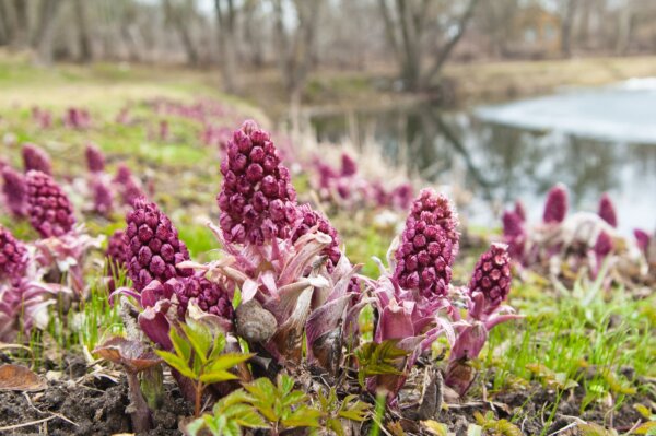 Epoch Times Photo