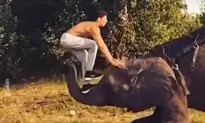 Man Flips on Elephant
