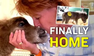Mistreated 2-Week-Old Foal Saved From Exotic Animal Auction and Given a Second Chance in Life