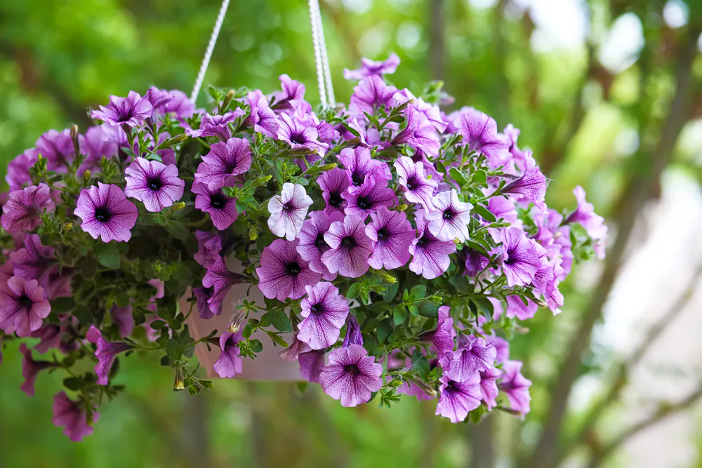 Pick flowers that look good together—and most importantly, that grow well together. (Vadym Lavra/Shutterstock)