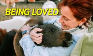 Mini Horse Had No Friends Due to Protective Mom, Forms the Cutest Bond With Everyone