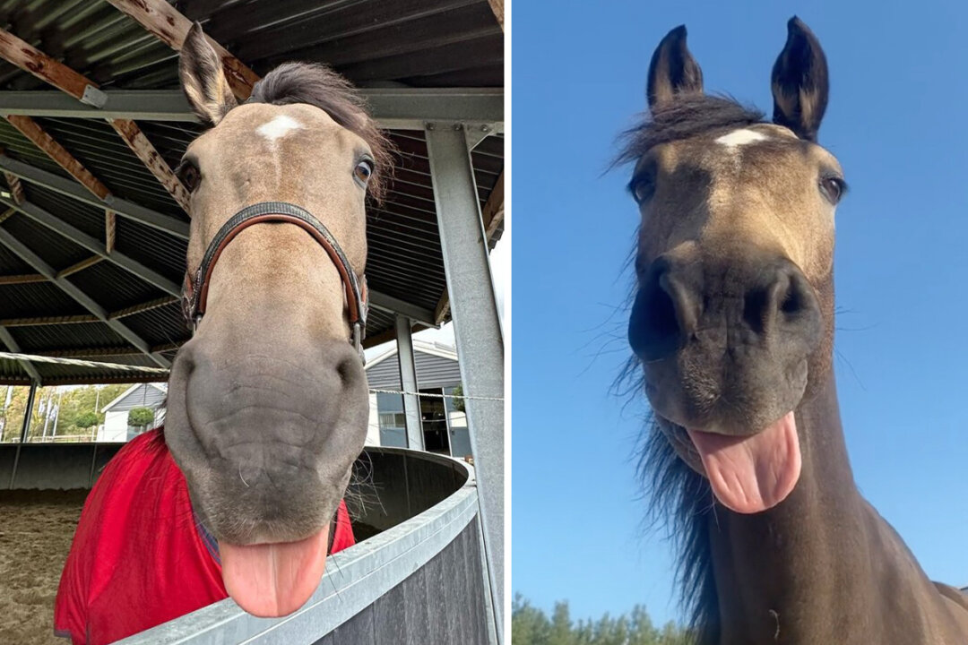 VIDEO: Goofy Horse Sticks His Tongue Out When He Wants to Play—His ...