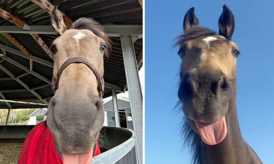 VIDEO: Goofy Horse Sticks His Tongue Out When He Wants to Play—His Antics Are Fun to Watch