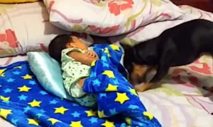 Family Dog Tucks in Baby