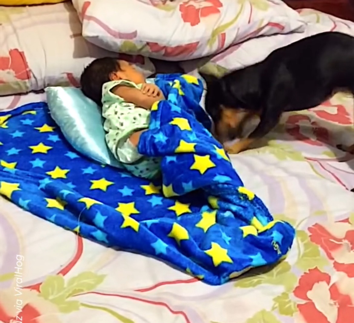 Family Dog Tucks in Baby EpochTV