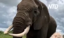 Elephant Takes Woman’s Hat and Returns It on Request