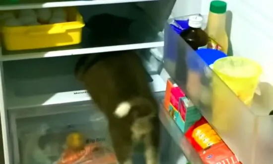 Husky Pup’s Favorite Place Is in the Fridge