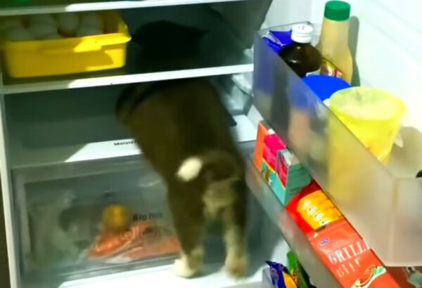 Husky Pup's Favorite Place Is in the Fridge