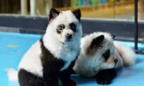 Chinese Zoo Panned For Exhibit Featuring Dogs Dyed to Look Like Pandas