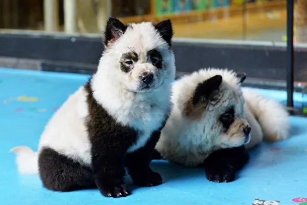 Chinese Zoo Panned For Exhibit Featuring Dogs Dyed to Look Like Pandas