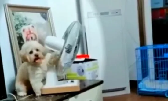 Intelligent Dog Points Electric Fan Toward His Cage