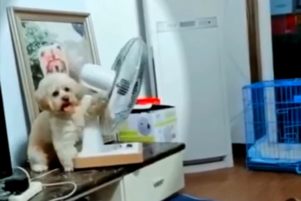 Animal Using A Fan Intelligent Dog Points Electric Fan Toward His Cage | EpochTV