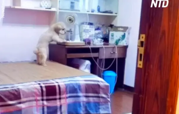 Intelligent Dog Completes Its Bedtime Routine as Instructed by Owner