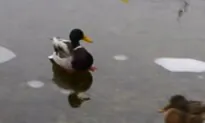Duck on Ice