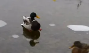 Duck on Ice