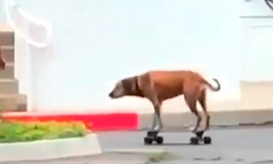 Dog Shows Off Skateboard Skills With Owner