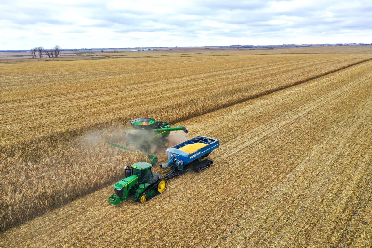 Workers from Pinicon Farm harvest corn near McIntire, Iowa, on Oct. 31, 2023. (Scott Olson/Getty Images)