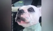 Opera Singing Dog