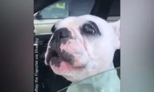 Opera Singing Dog