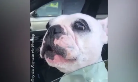 Opera Singing Dog