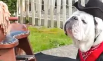 Bulldog on Rocking Horse